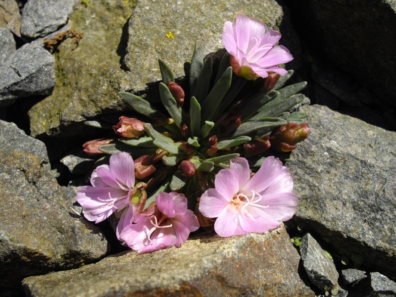 Lewisia longipetala x L. rediviva 'Michael Campbell' photo